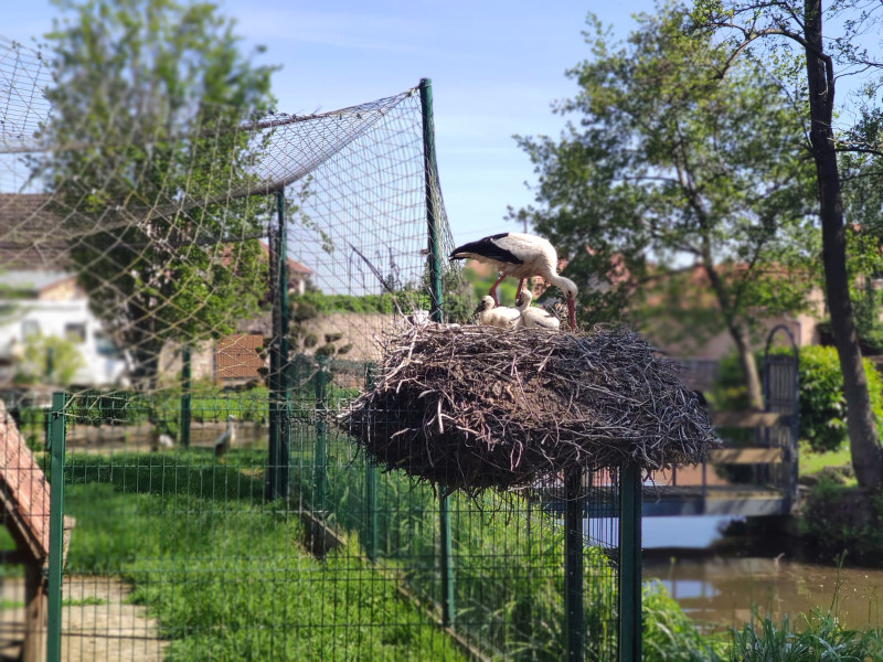 Micro-crèche Les Chérubins de Molsheim